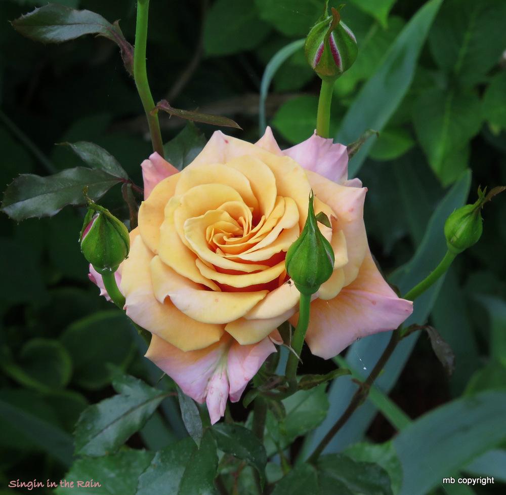 Photo of Floribunda Rose (Rosa 'Singin' in the Rain') uploaded by MargieNY