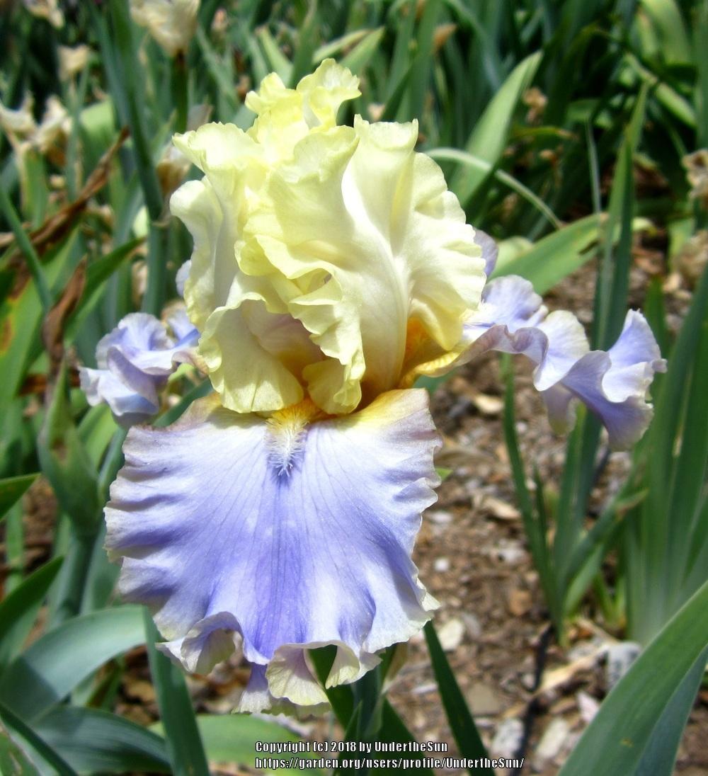Photo of Tall Bearded Iris (Iris 'Bollywood') uploaded by UndertheSun
