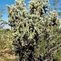 Location: Morthern end of the Tucson Mountains
Date: 2018-06-23
Complete junmping cholla among many in the area