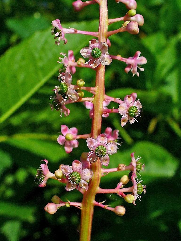 Photo of Pokeweed (Phytolacca americana) uploaded by robertduval14