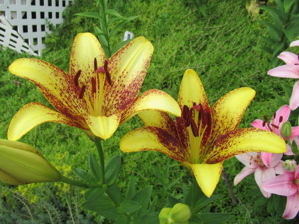 Photo of Lily (Lilium 'Golden Stone') uploaded by stilldew