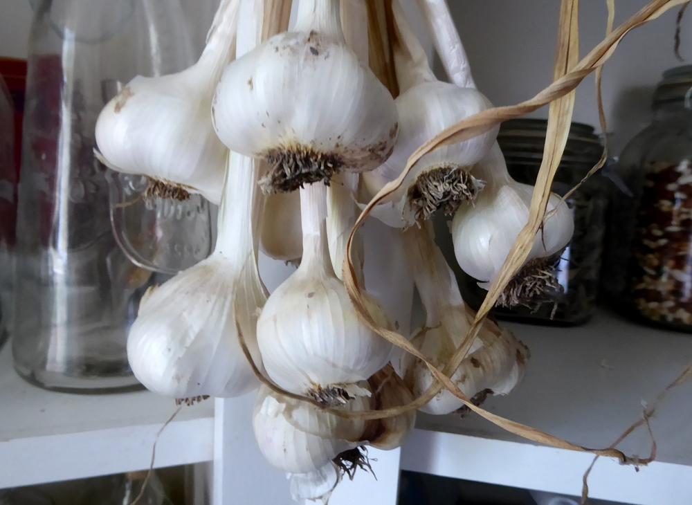 Photo of Softneck Garlic (Allium sativum 'Inchelium Red') uploaded by wildflowers