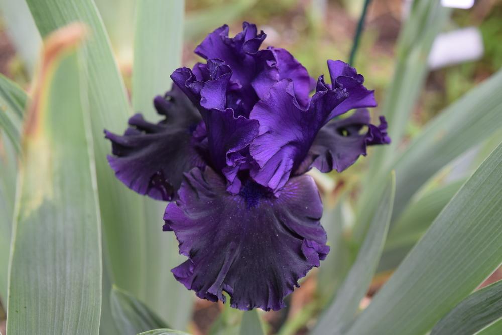 Photo of Tall Bearded Iris (Iris 'Black Lipstick') uploaded by Dachsylady86