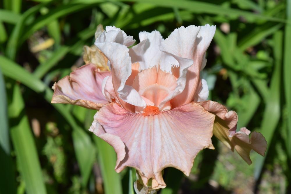 Photo of Tall Bearded Iris (Iris 'Bashful Princess') uploaded by Dachsylady86