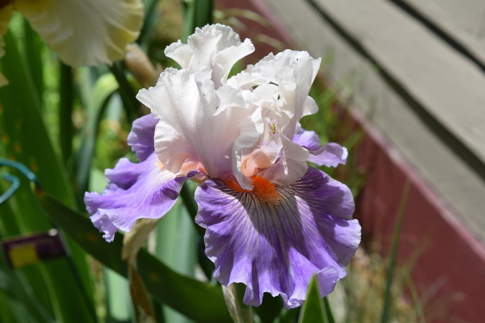 Photo of Tall Bearded Iris (Iris 'Limerence') uploaded by Dachsylady86