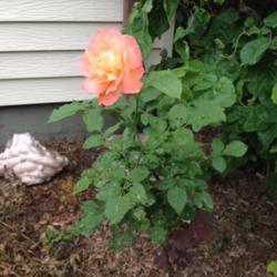 Location: In my garden, Falls Church, VA
Date: 2018-05-27
This rose is growing on original root stock
