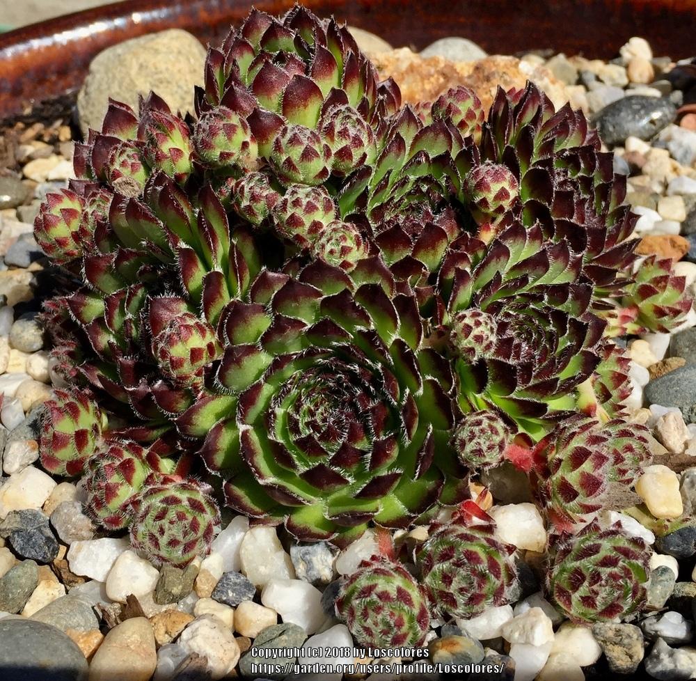 Photo of Hen and Chicks (Sempervivum 'Beautiful') uploaded by Loscolores