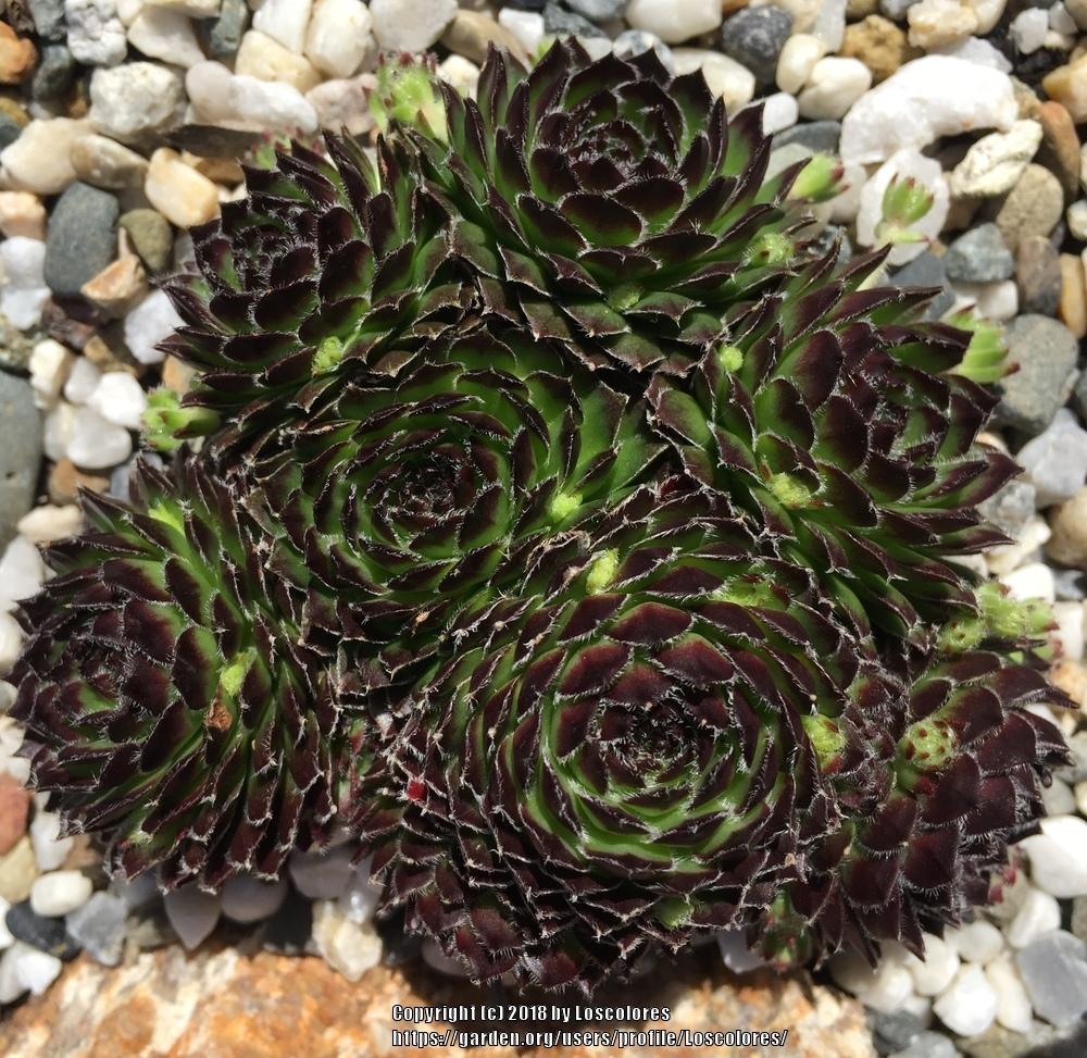 Photo of Hen and Chicks (Sempervivum 'Beautiful') uploaded by Loscolores