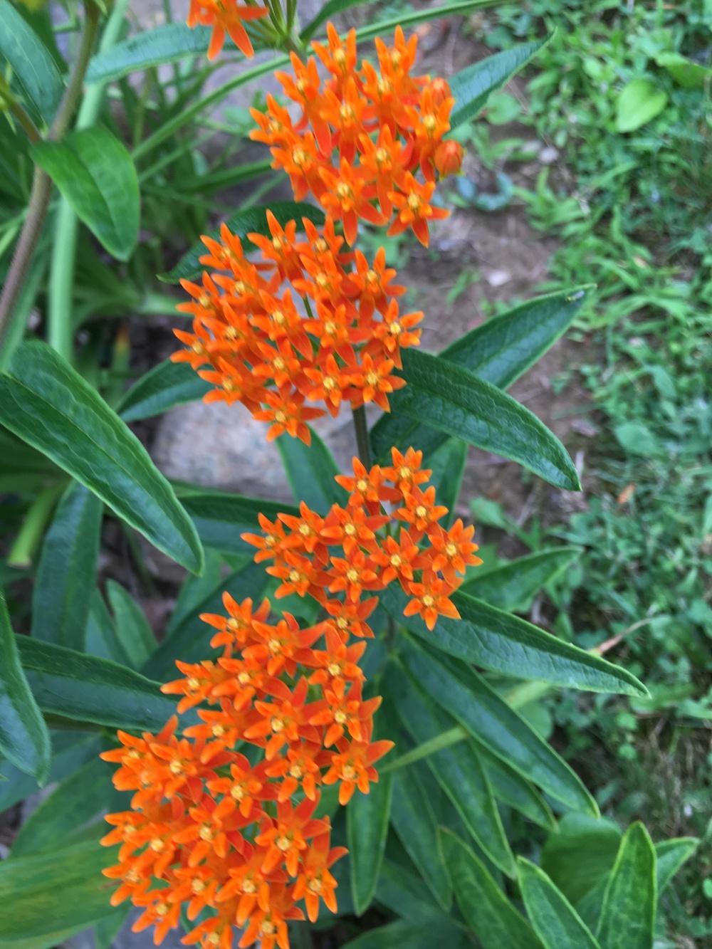 Photo of Butterfly Milkweed (Asclepias tuberosa) uploaded by Lucichar