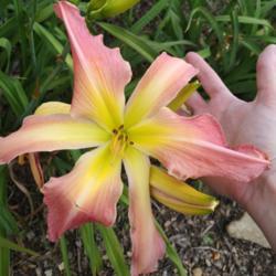 Location: Georgia
Date: 23 June 2018
Hemerocallis "Webster's Pink Wonder", with adult male hand to ill