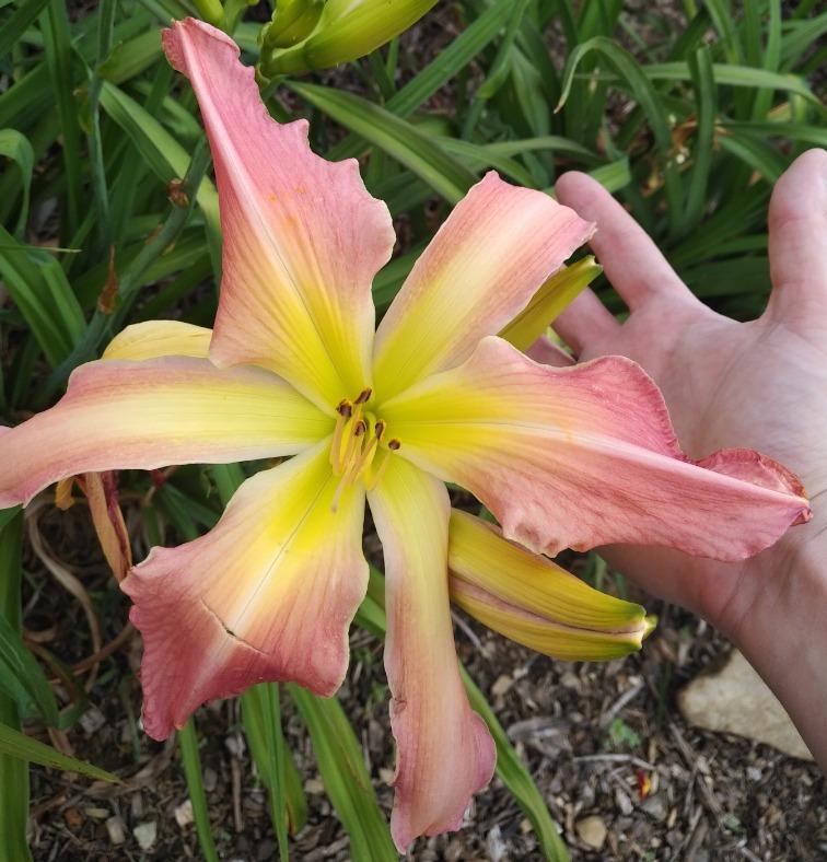 Photo of Daylily (Hemerocallis 'Webster's Pink Wonder') uploaded by Mikelos