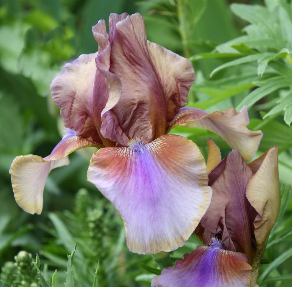 Photo of Tall Bearded Iris (Iris 'Burnt Toffee') uploaded by SuzPics
