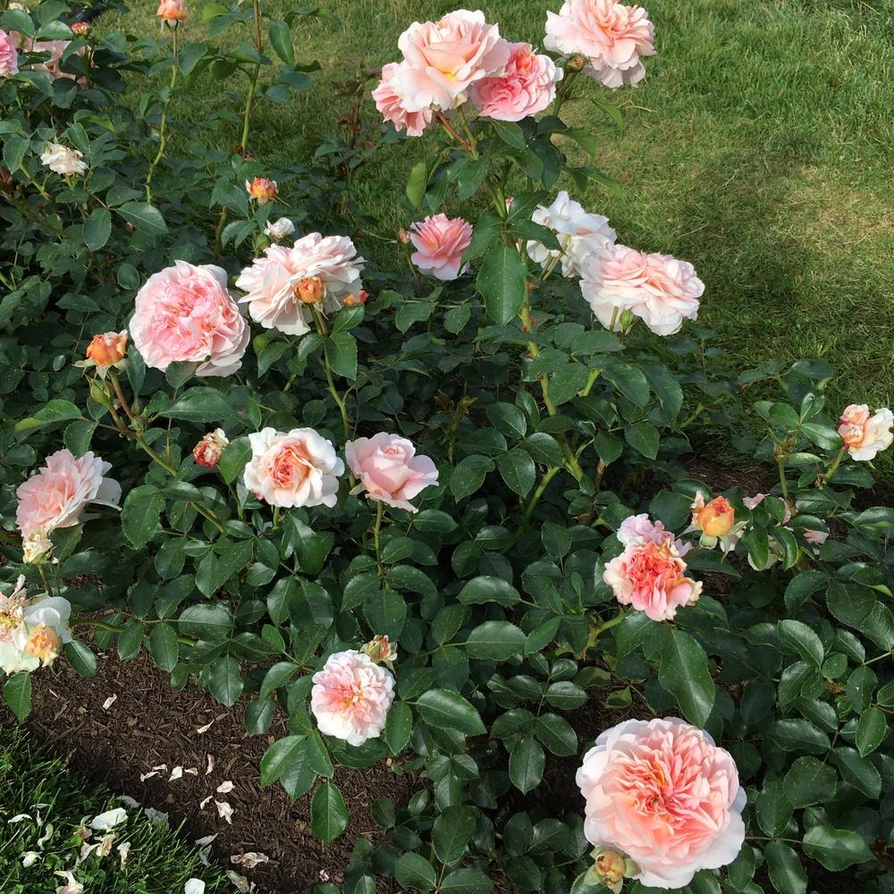 Photo of Rose (Rosa 'Sangerhauser Jubilaumsrose') uploaded by csandt