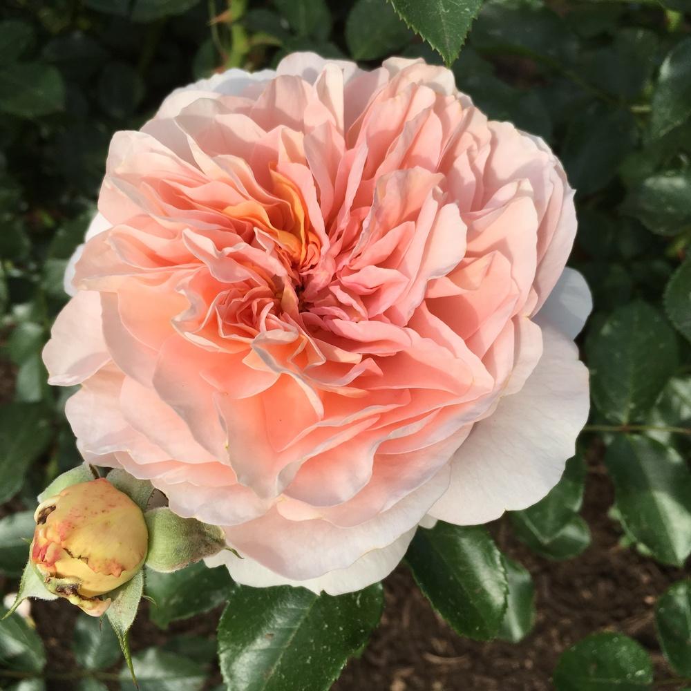 Photo of Rose (Rosa 'Sangerhauser Jubilaumsrose') uploaded by csandt