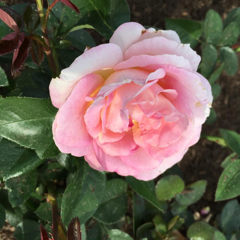 Photo of Rose (Rosa 'Elle') uploaded by csandt