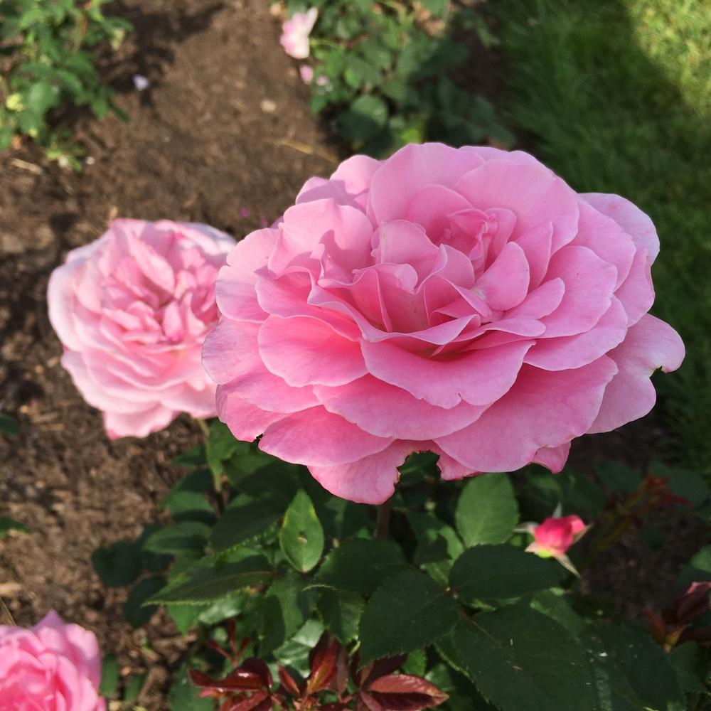 Photo of Rose (Rosa 'Sweet Surrender') uploaded by csandt