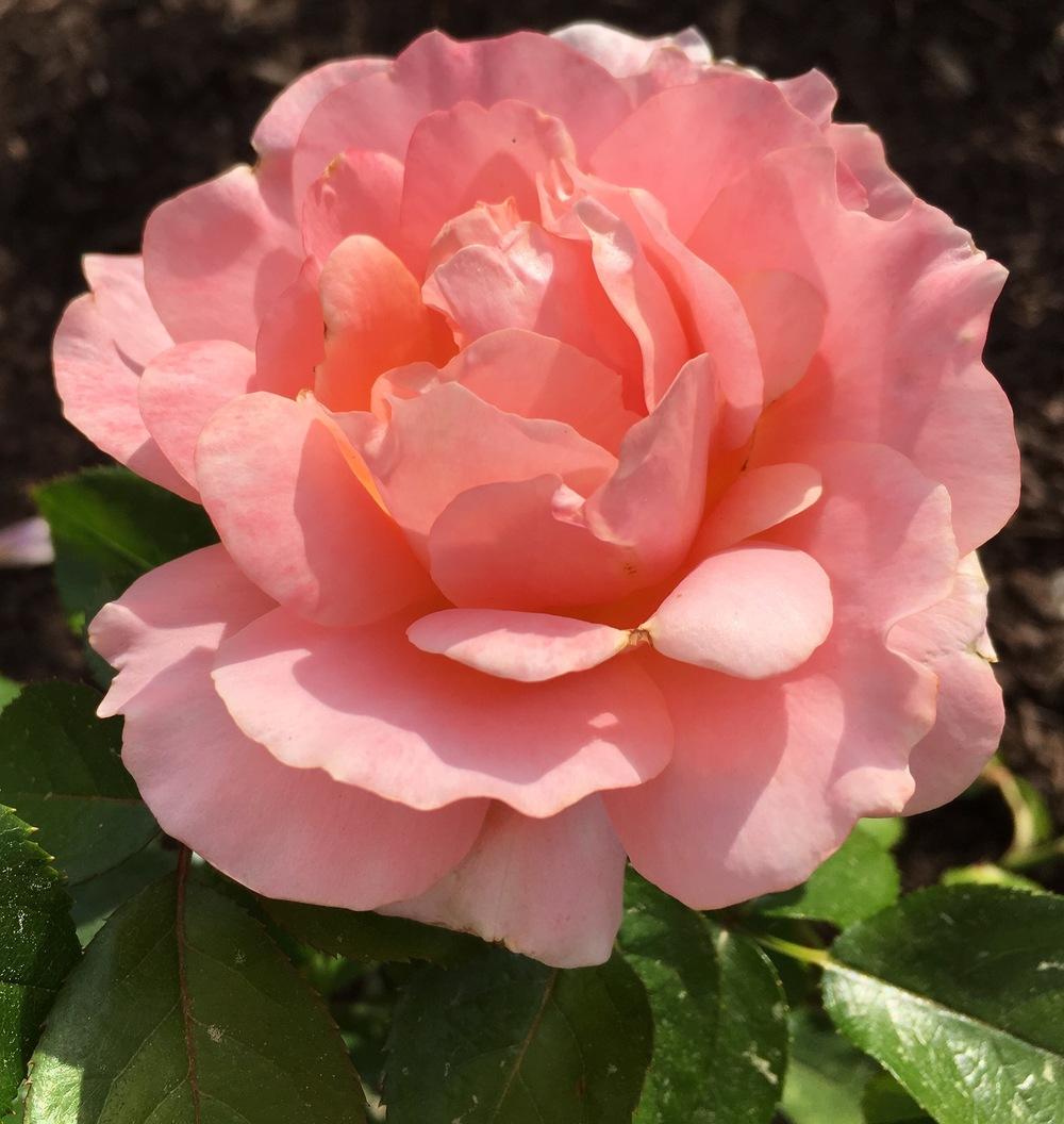 Photo of Rose (Rosa 'Sweet Fragrance') uploaded by csandt