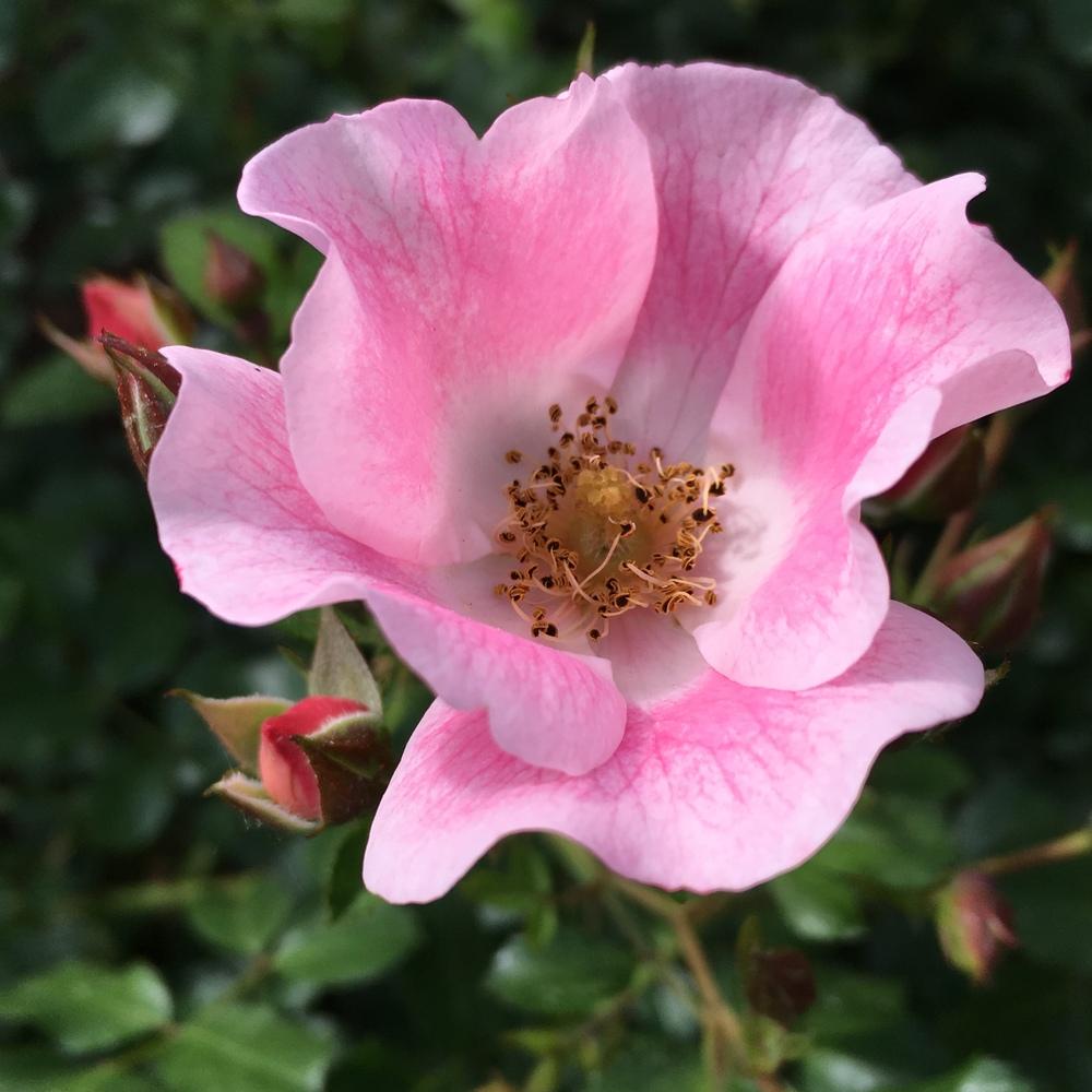 Photo of Rose (Rosa 'Carefree Delight') uploaded by csandt