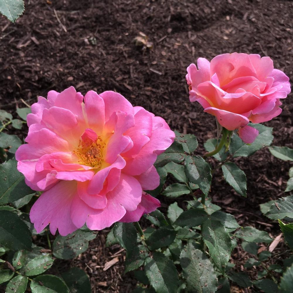 Photo of Hybrid Tea Rose (Rosa 'Tiffany') uploaded by csandt