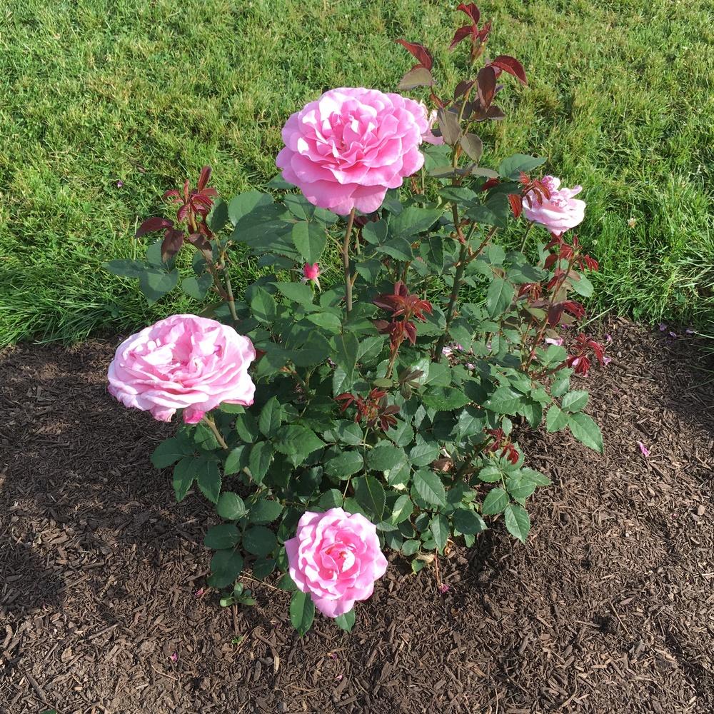 Photo of Rose (Rosa 'Sweet Surrender') uploaded by csandt