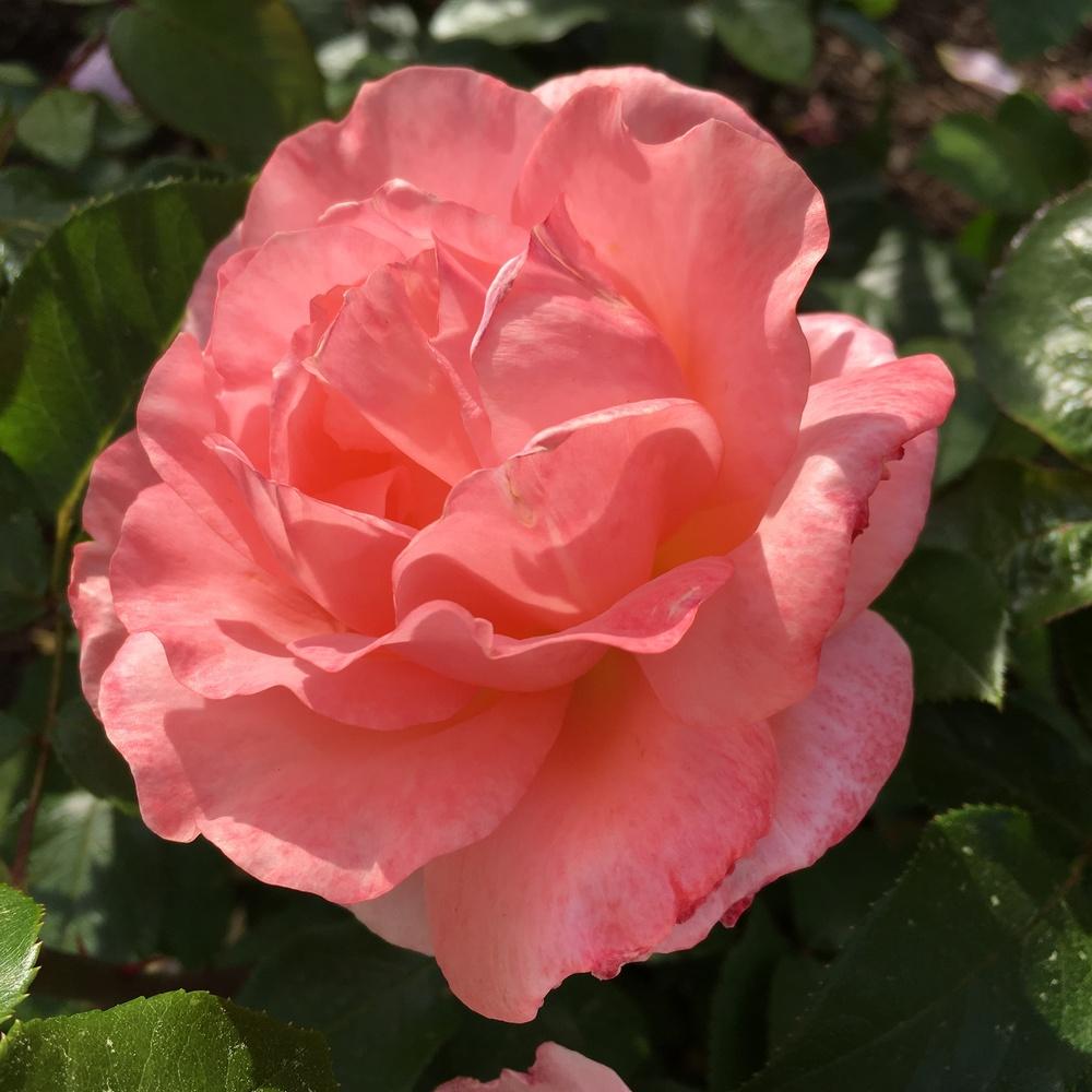Photo of Rose (Rosa 'Sweet Fragrance') uploaded by csandt
