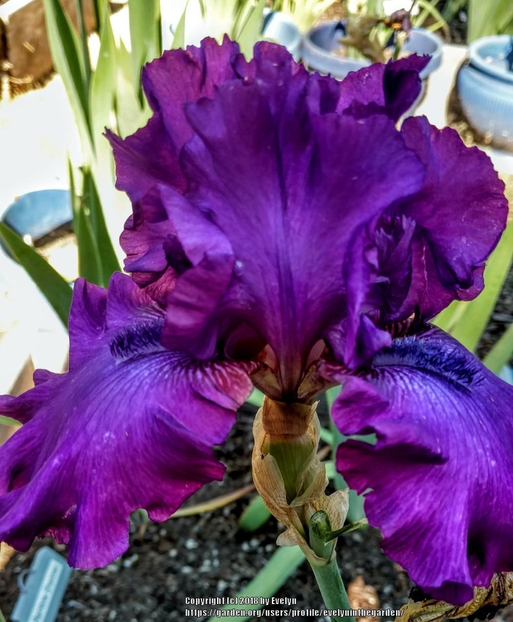 Photo of Tall Bearded Iris (Iris 'Swingtown') uploaded by evelyninthegarden