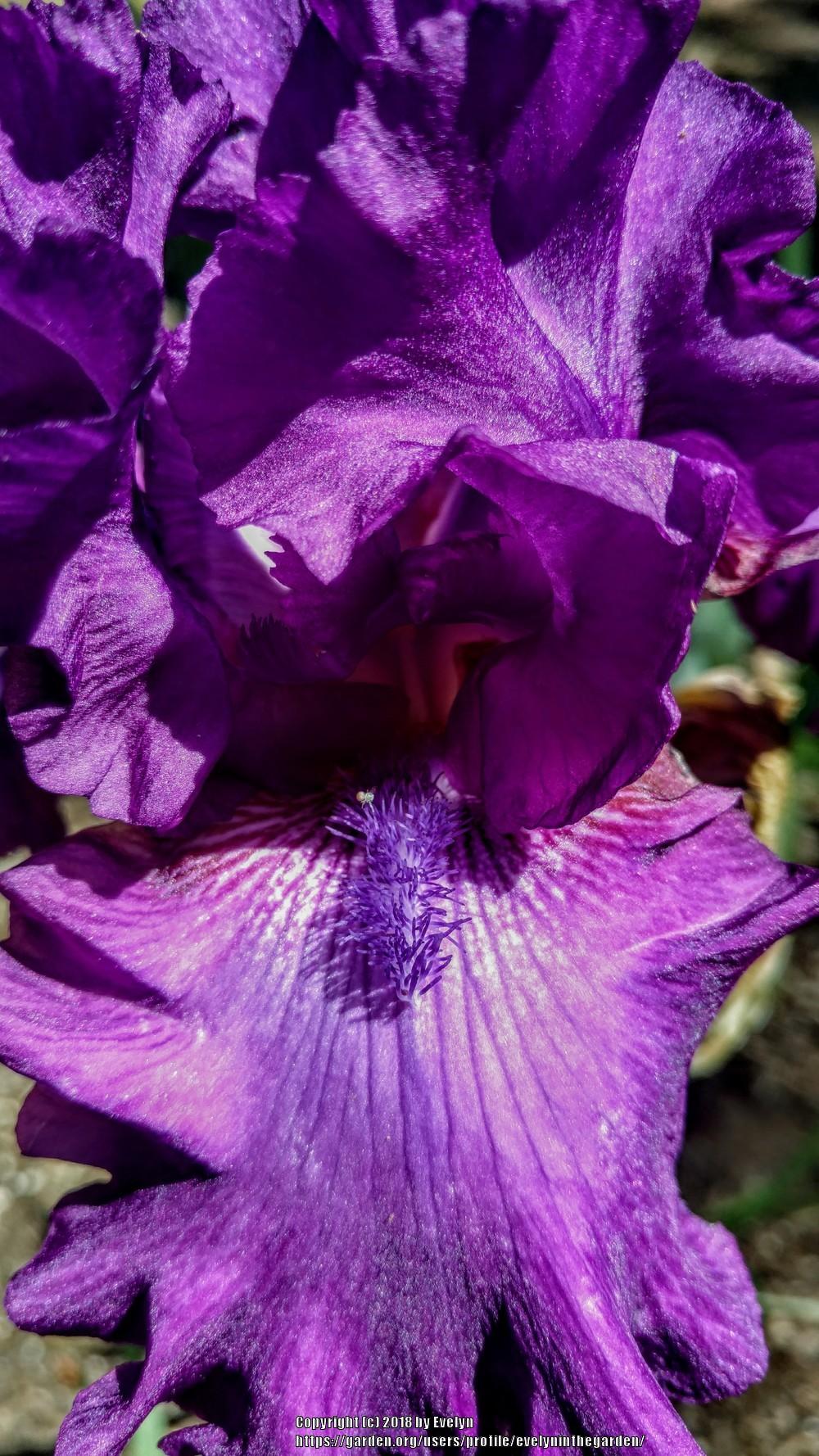 Photo of Tall Bearded Iris (Iris 'Swingtown') uploaded by evelyninthegarden
