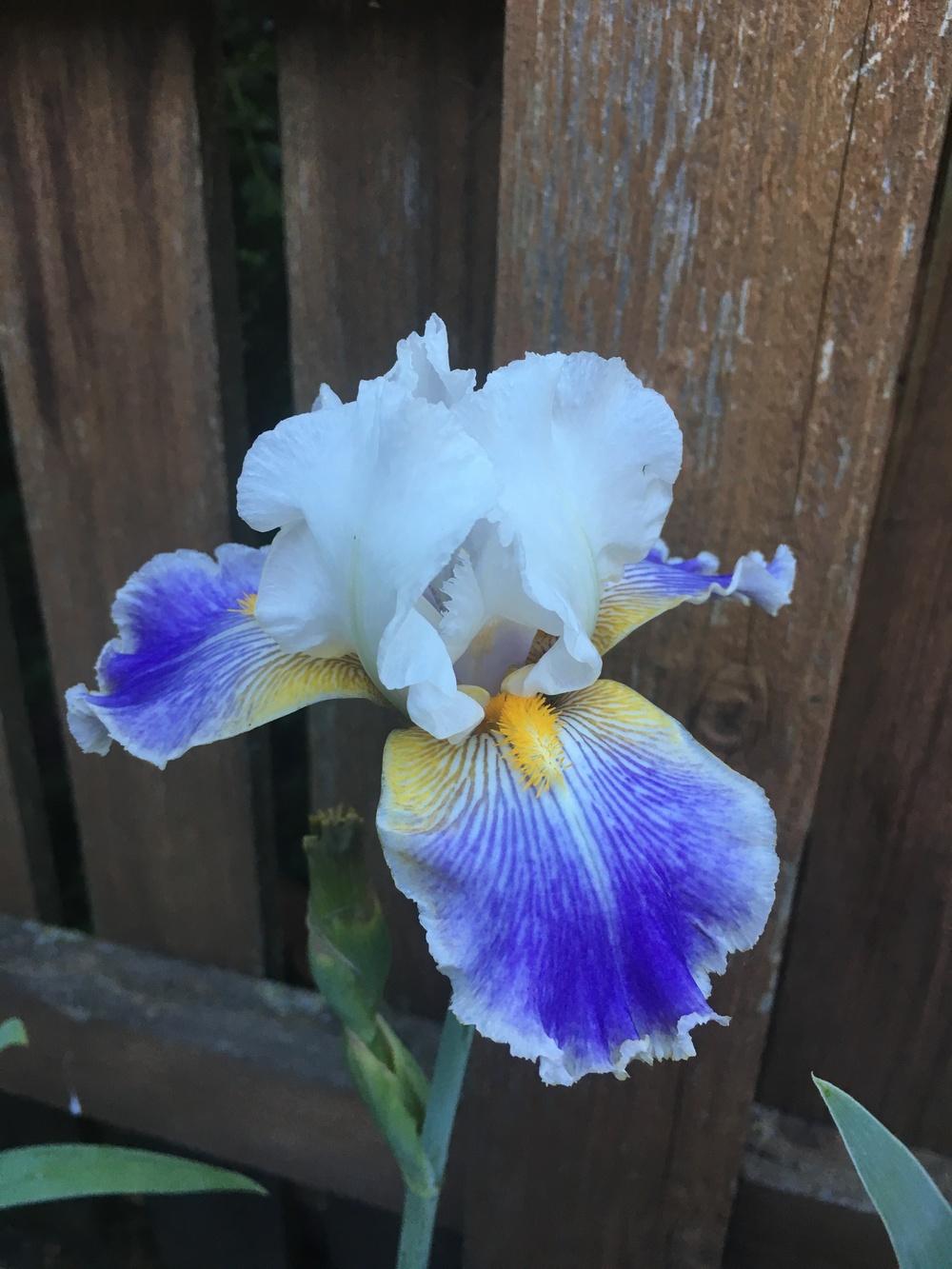 Photo of Tall Bearded Iris (Iris 'Wild Angel') uploaded by ljb5966