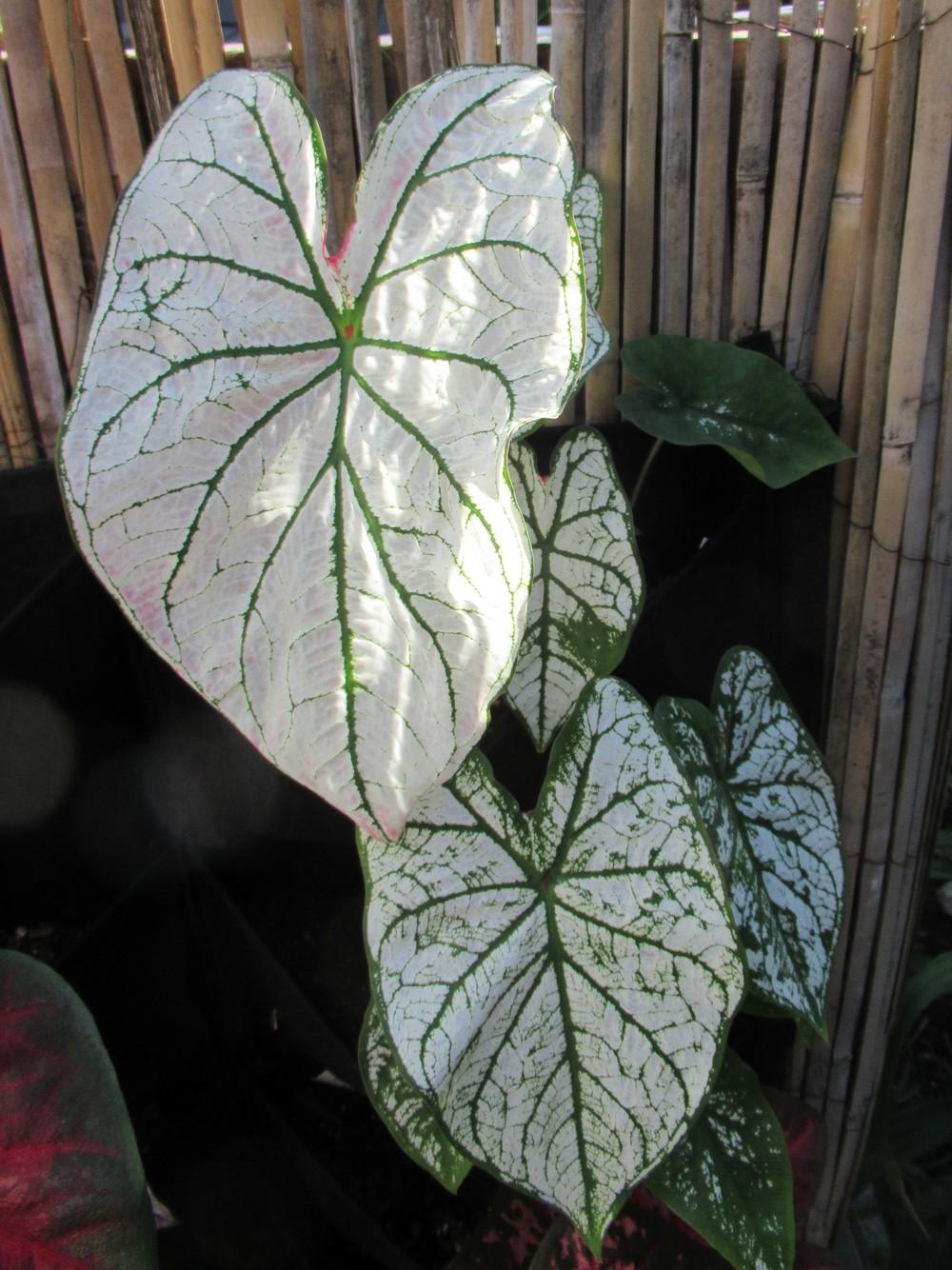 Photo of Fancy-leaf Caladium (Caladium 'White Christmas') uploaded by stilldew