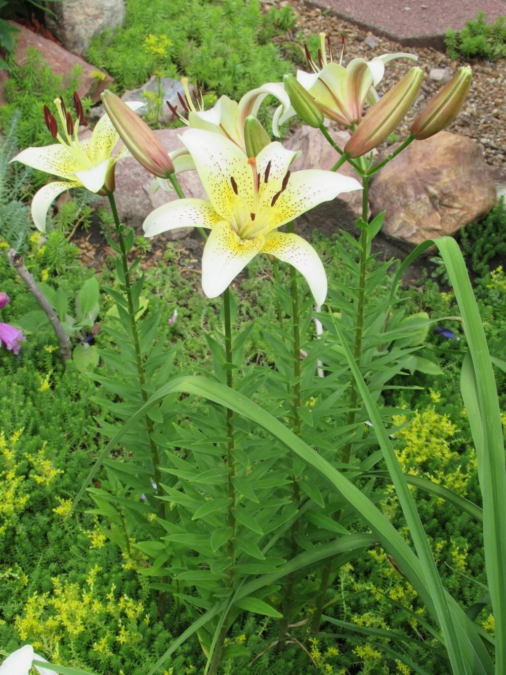 Photo of Lily (Lilium 'Champagne') uploaded by stilldew