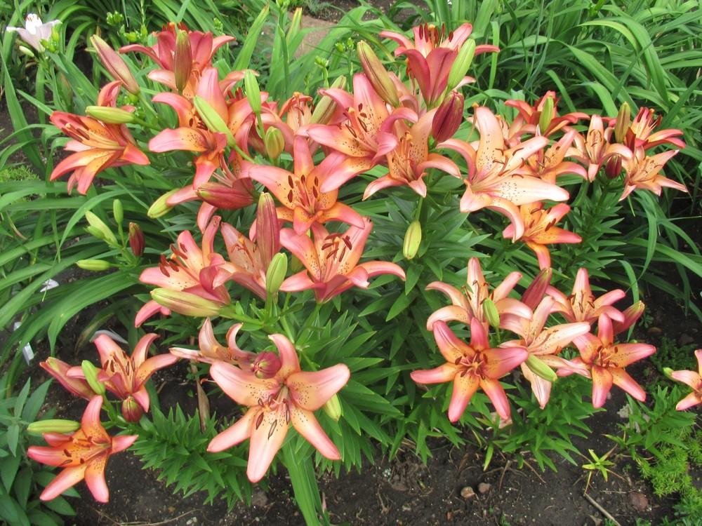 Photo of Lily (Lilium 'Royal Sunset') uploaded by stilldew