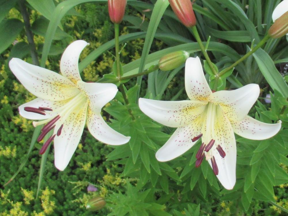 Photo of Lily (Lilium 'Champagne') uploaded by stilldew