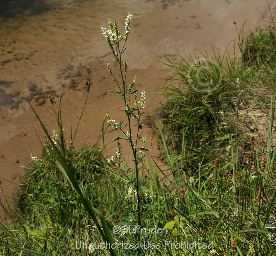 Photo of White Sweet Clover (Melilotus albus) uploaded by DaylilySLP