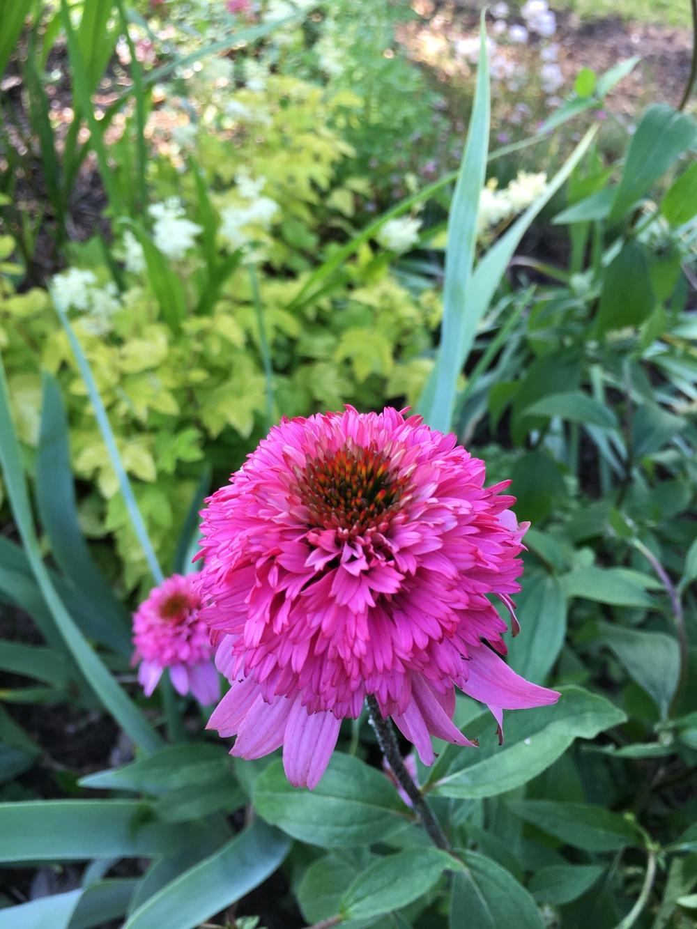 Photo of Coneflower (Echinacea 'Pink Double Delight') uploaded by Lucichar