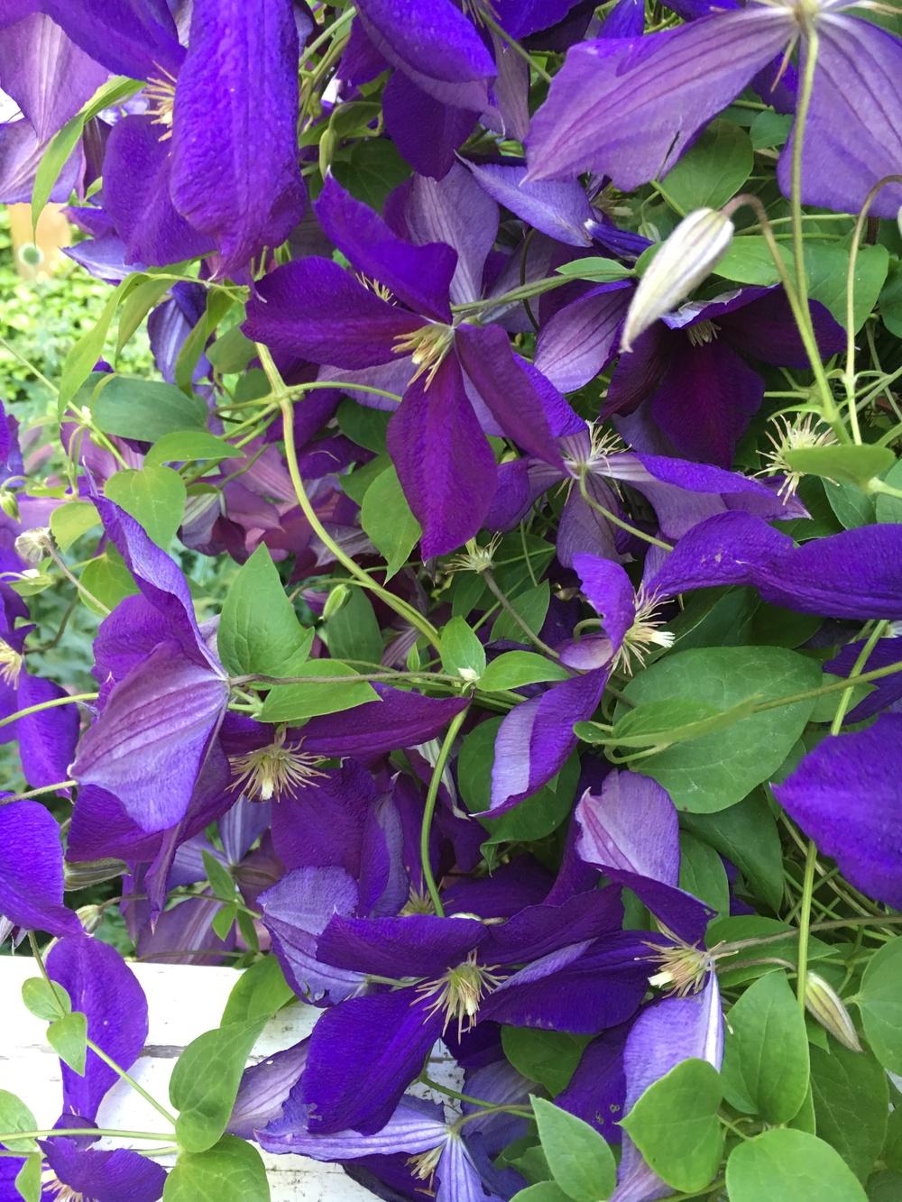 Photo of Clematis 'Jackmanii' uploaded by Lucichar