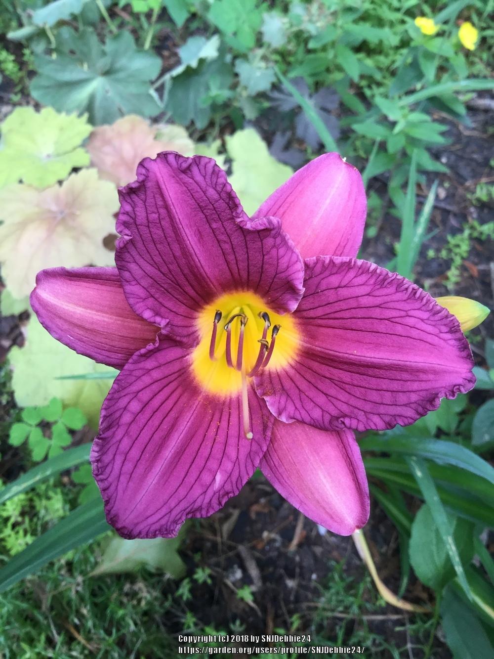 Photo of Daylily (Hemerocallis 'Purple De Oro') uploaded by SNJDebbie24