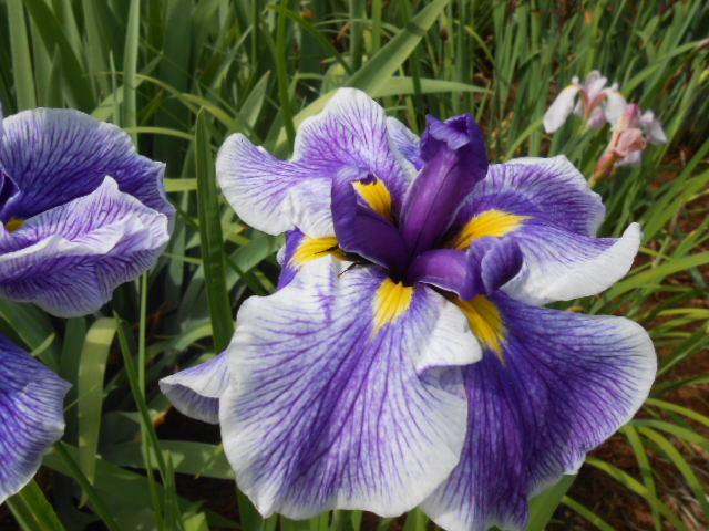 Photo of Japanese Iris (Iris ensata 'Crystal Halo') uploaded by crowrita1