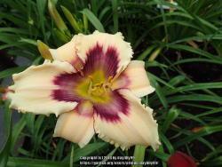 Thumb of 2018-06-26/daylilly99/047343