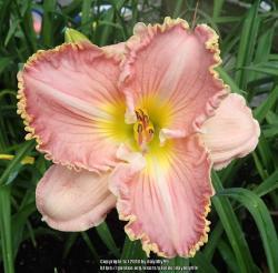 Thumb of 2018-06-26/daylilly99/6dfbe7