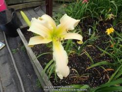 Thumb of 2018-06-26/daylilly99/7a2a45