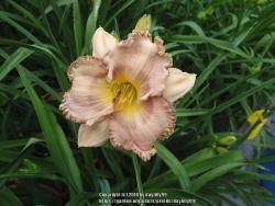 Thumb of 2018-06-26/daylilly99/a526cf
