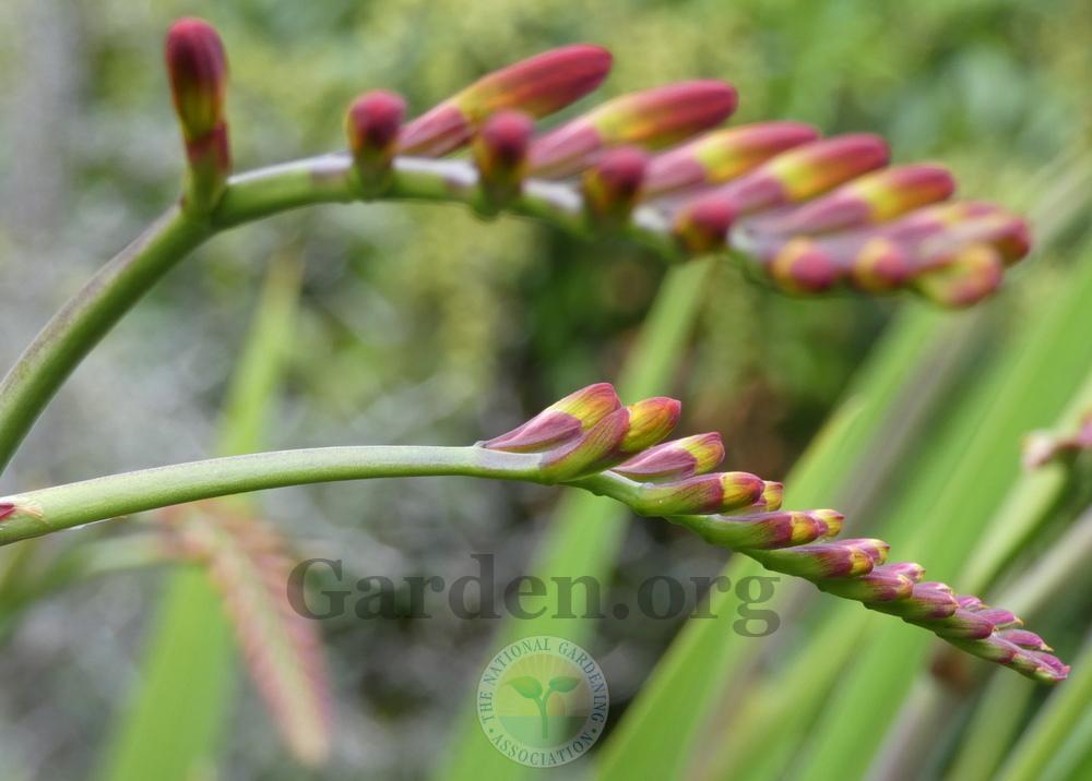 Photo of Crocosmia 'Lucifer' uploaded by springcolor