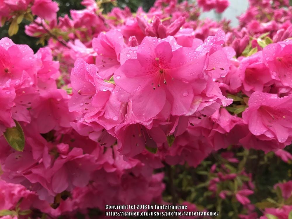 Photo of Rhododendrons (Rhododendron) uploaded by tantefrancine