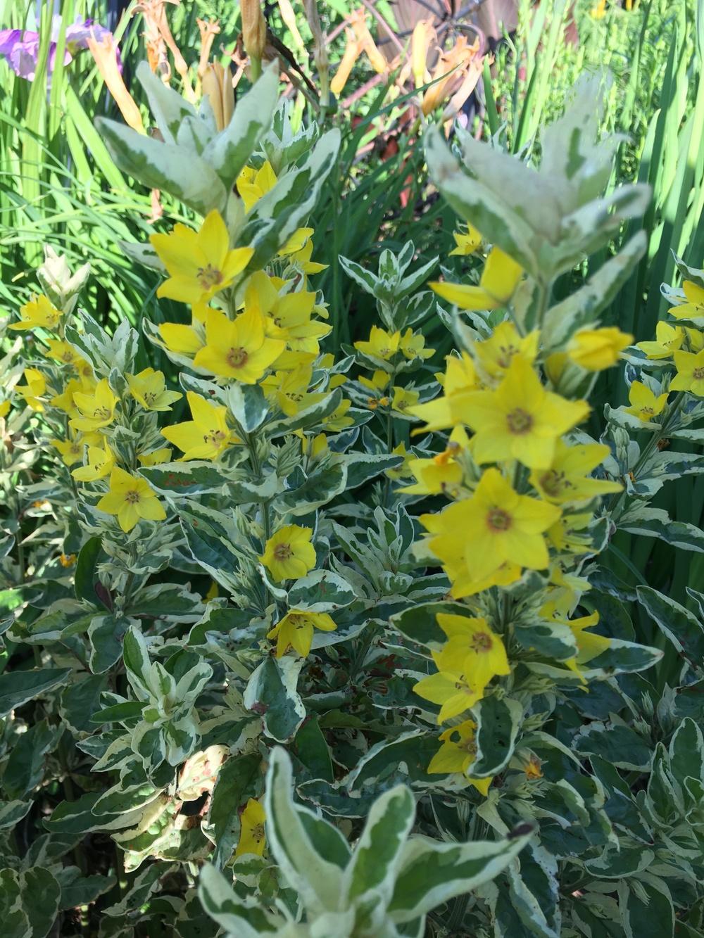 Photo of Variegated Yellow Loosestrife (Lysimachia punctata 'Alexander') uploaded by Lucichar