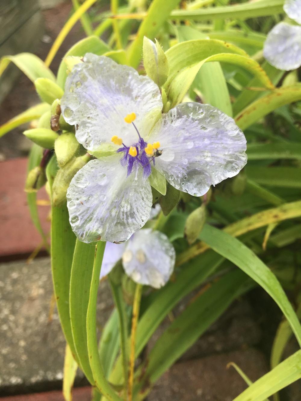 Photo of Tradescantia (Andersoniana Group) (Tradescantia 'Little Doll') uploaded by Lucichar