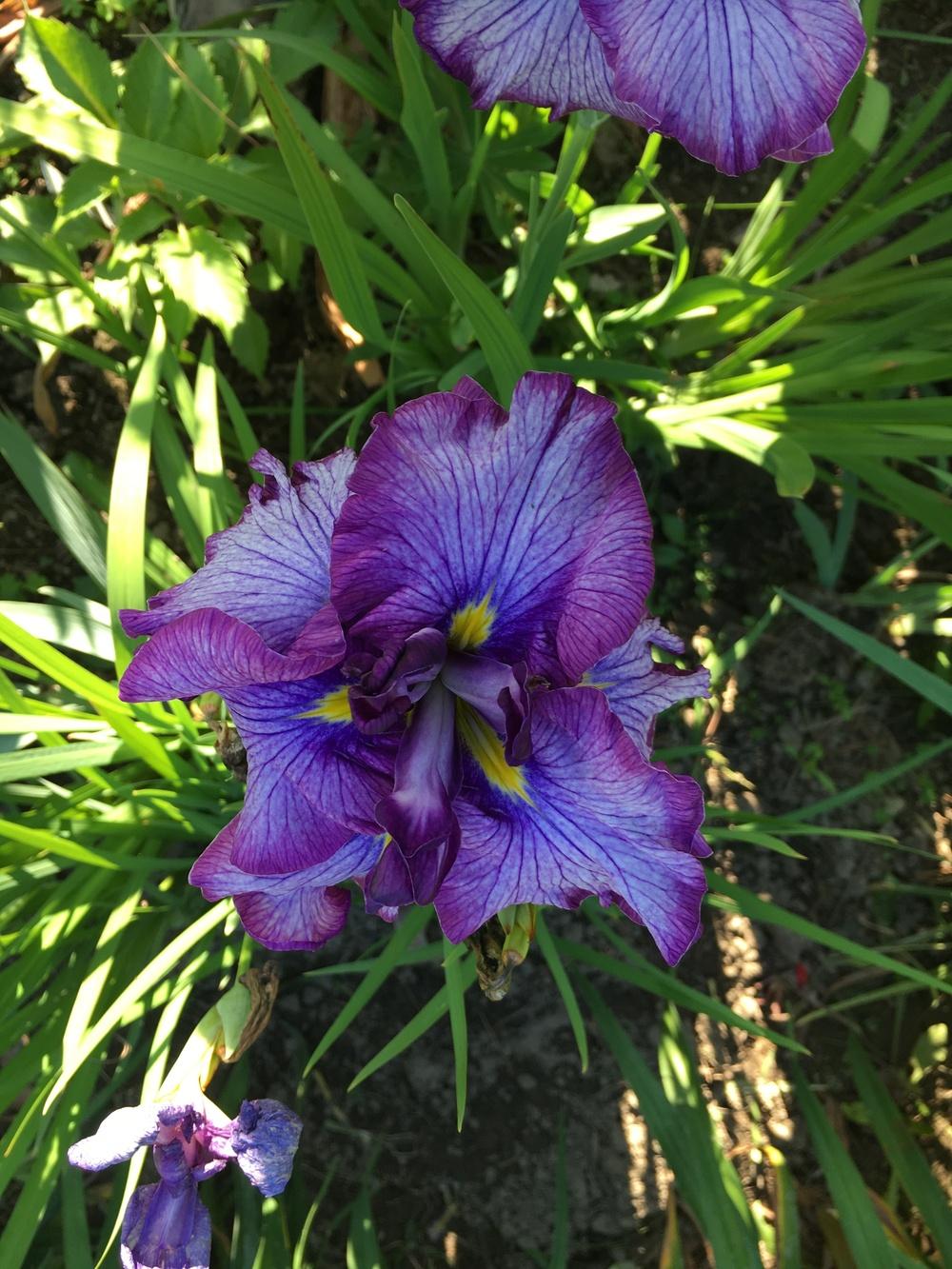 Photo of Japanese Iris (Iris ensata 'Jocasta') uploaded by Lucichar