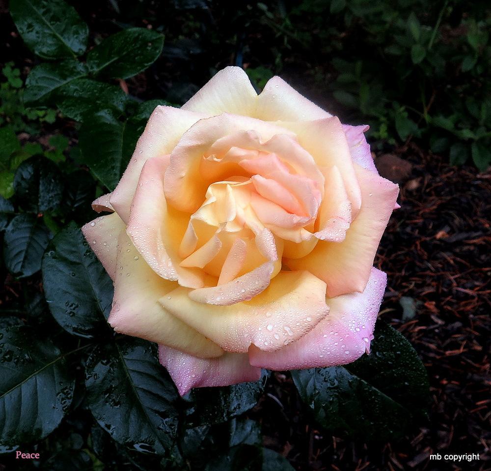 Photo of Hybrid Tea Rose (Rosa 'Peace') uploaded by MargieNY