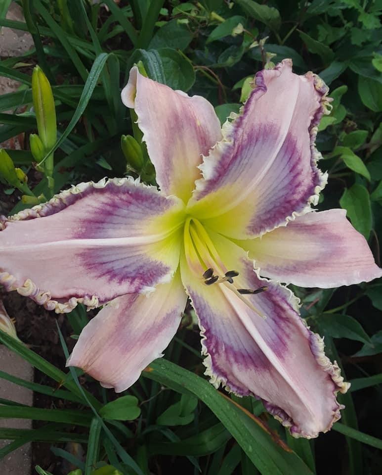 Photo of Daylily (Hemerocallis 'Entwined in the Vine') uploaded by bluegrassmom