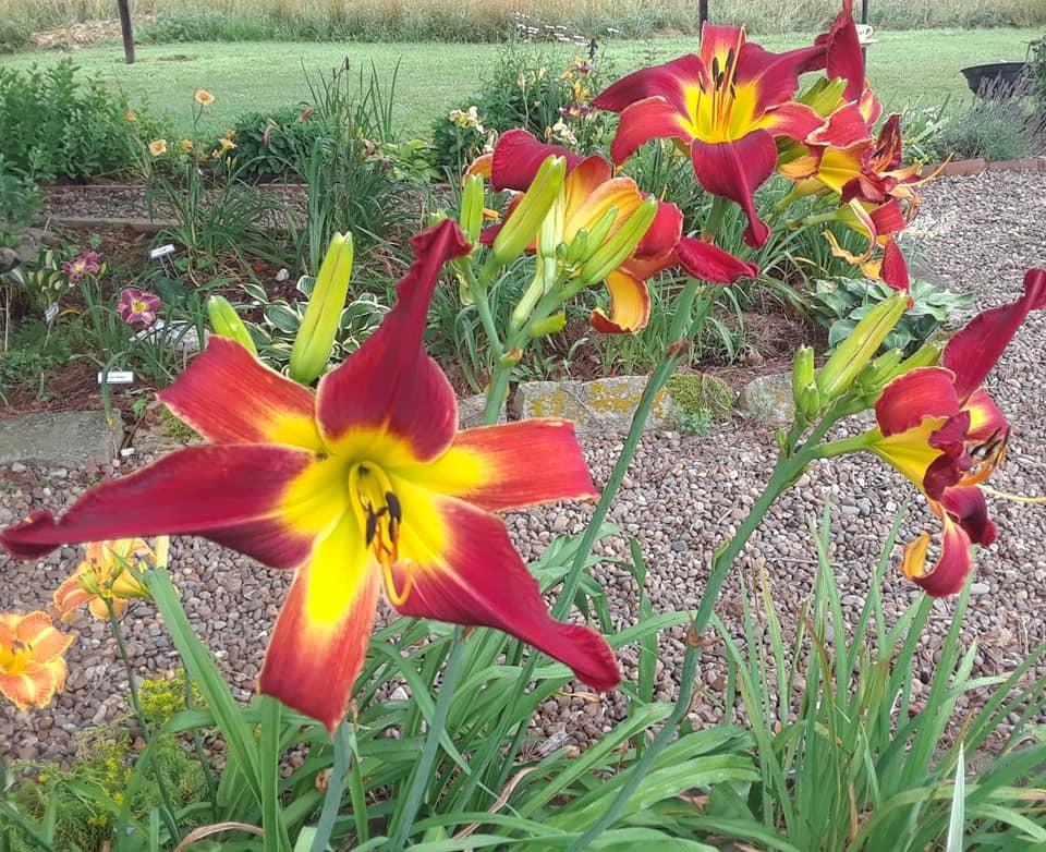 Photo of Daylily (Hemerocallis 'Redneck Red') uploaded by bluegrassmom
