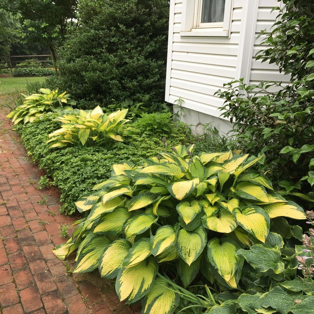 Photo of Hosta 'Paul's Glory' uploaded by csandt